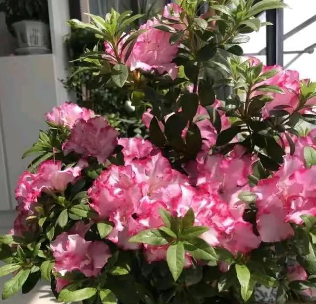 这8种可以开一冬天的花，建议了解一下，总有一款让你怦然心动