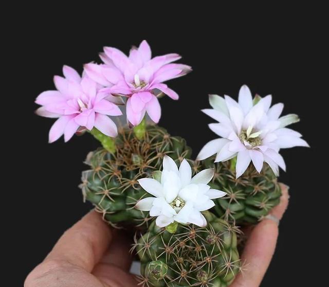5种“刺球花”，长得像足球，浑身都是刺，开花美的惊人!