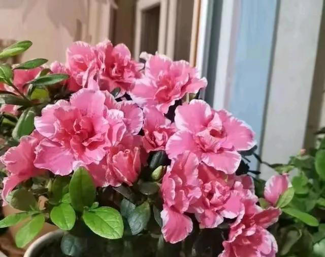这8种可以开一冬天的花，建议了解一下，总有一款让你怦然心动