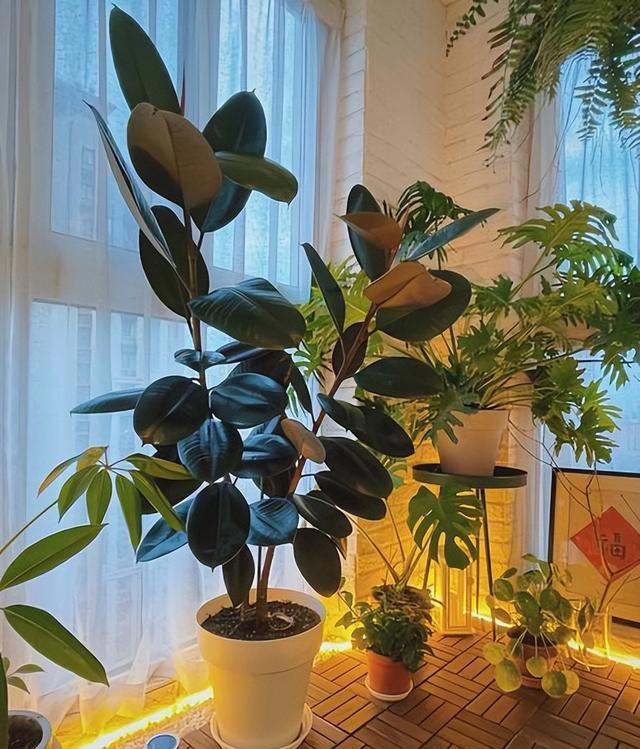 适合室内种植的5种花，每一种都是颜值担当，好养好看空气更清新