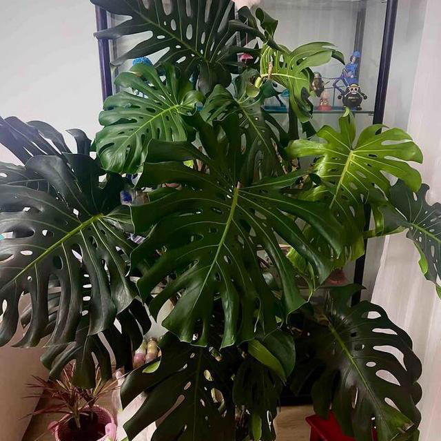 龟背竹长新叶的秘诀，一个月长一片，半年满大盆!