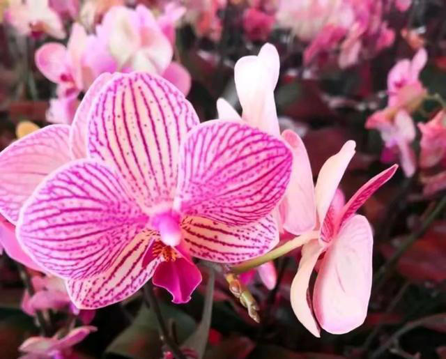这8种可以开一冬天的花，建议了解一下，总有一款让你怦然心动