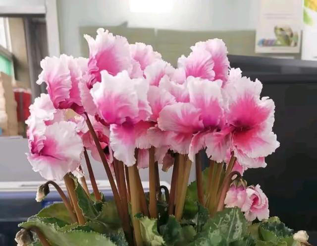 这8种可以开一冬天的花，建议了解一下，总有一款让你怦然心动