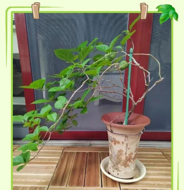 一根铁丝搞定! 三角梅悬崖桩教程，枝条垂吊开花美绝，新手也会