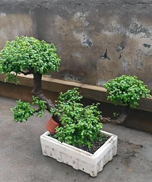 手把手教你养金枝玉叶，牢记掌握3个小妙招，养成小老桩