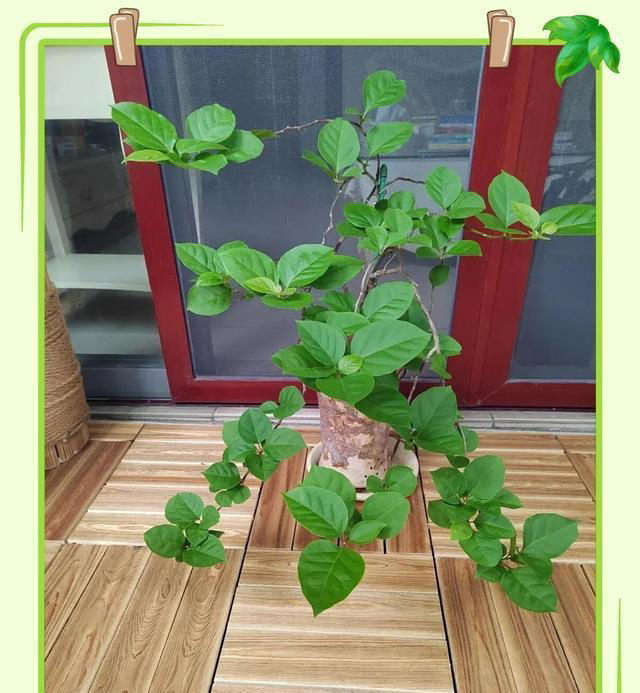 一根铁丝搞定! 三角梅悬崖桩教程，枝条垂吊开花美绝，新手也会
