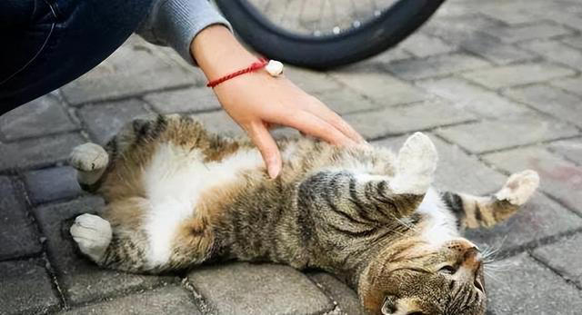养猫久后才明白，它见到你就躺下打滚，是在表达这些信号!