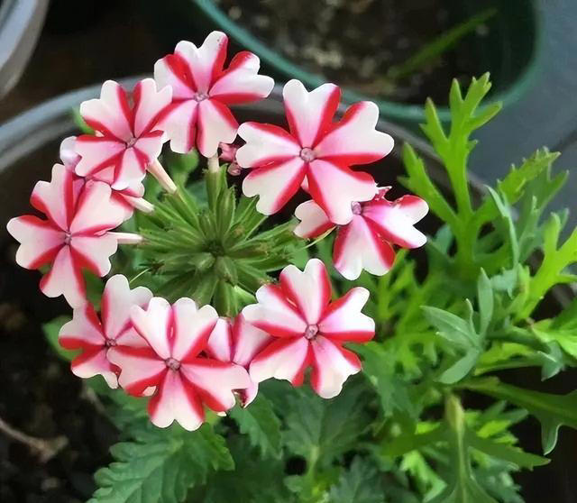 3种普通又美丽的草花，容易管理，花期很长，颜色鲜艳