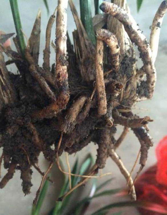 兰花空根的原因有三，你占了几条?