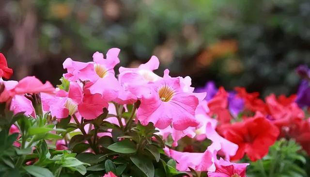 3种普通又美丽的草花，容易管理，花期很长，颜色鲜艳