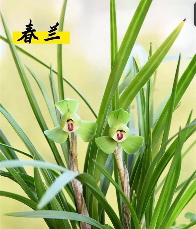 国兰品种全览：七大类雅韵，东方兰之魂