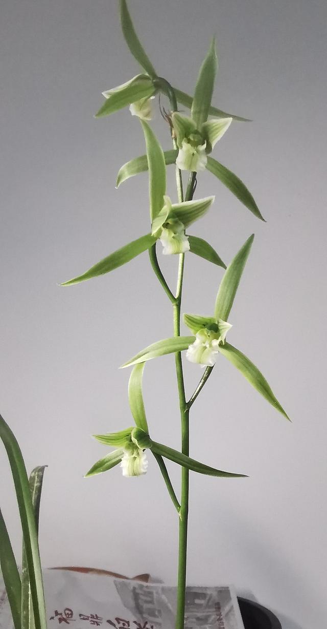 莳兰进阶：细寒“三青素”下花
