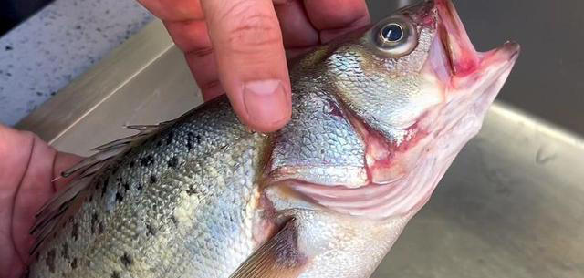 买鲈鱼时，挑“大肚子”还是“小肚子”的？差别很大，搞懂了再买