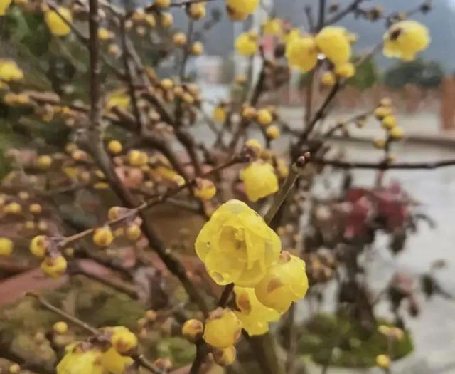 路边买的干枝腊梅，20块一扎!放在客厅用水养，香气很浓郁