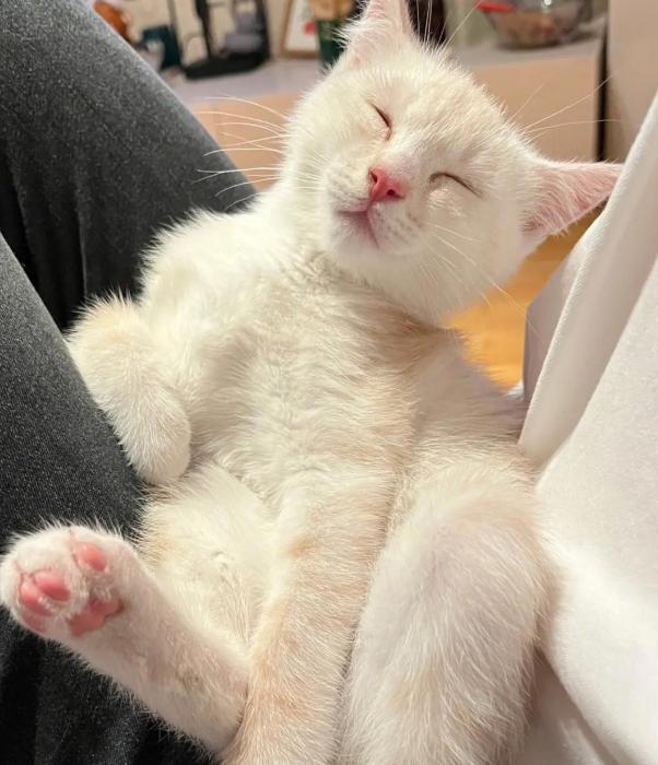 猫睡觉为何会打呼噜