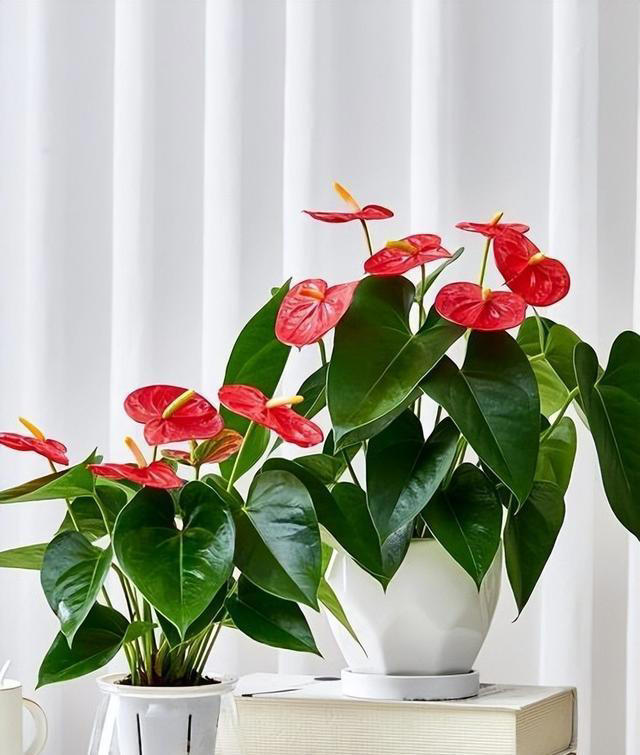 值得拥有的6种漂亮花，好养好看上档次，你家养过几种?