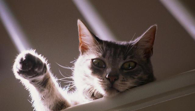 经常打猫，猫会有这些表现，别再伤害它了!