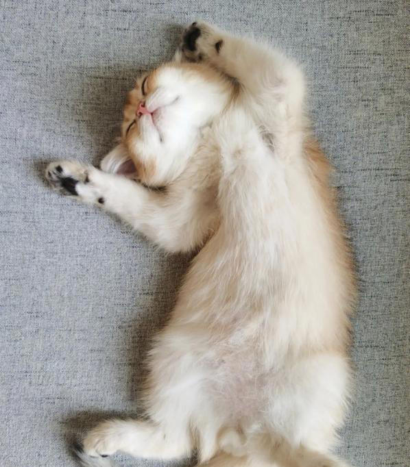 猫睡觉为何会打呼噜