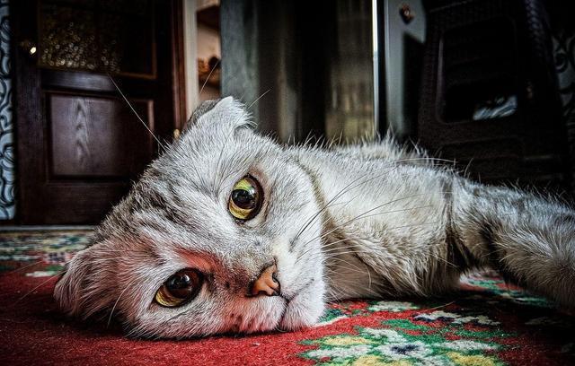 经常打猫，猫会有这些表现，别再伤害它了!