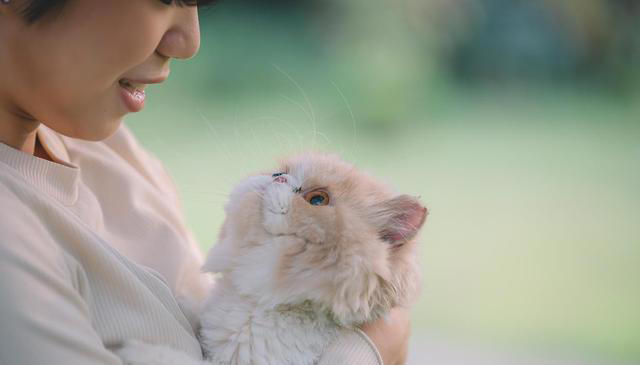 经常打猫，猫会有这些表现，别再伤害它了!