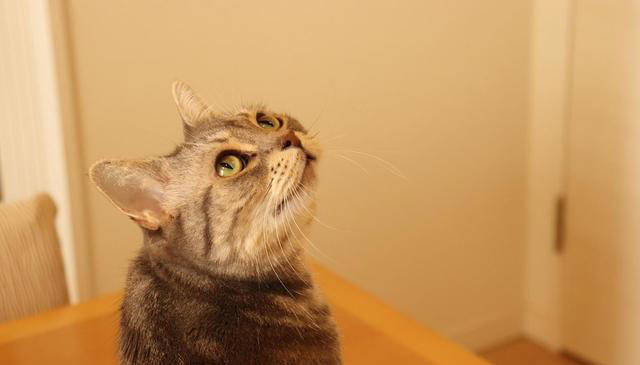 经常打猫，猫会有这些表现，别再伤害它了!