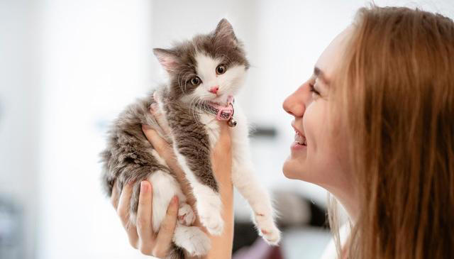 经常打猫，猫会有这些表现，别再伤害它了!