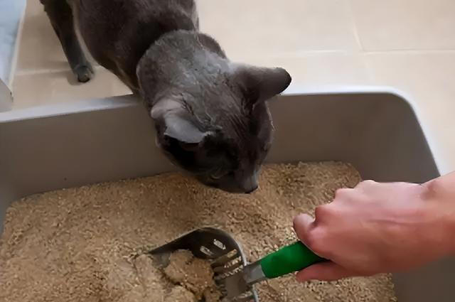 猫咪最反感主人的7个举止，赶紧停止这些行为!