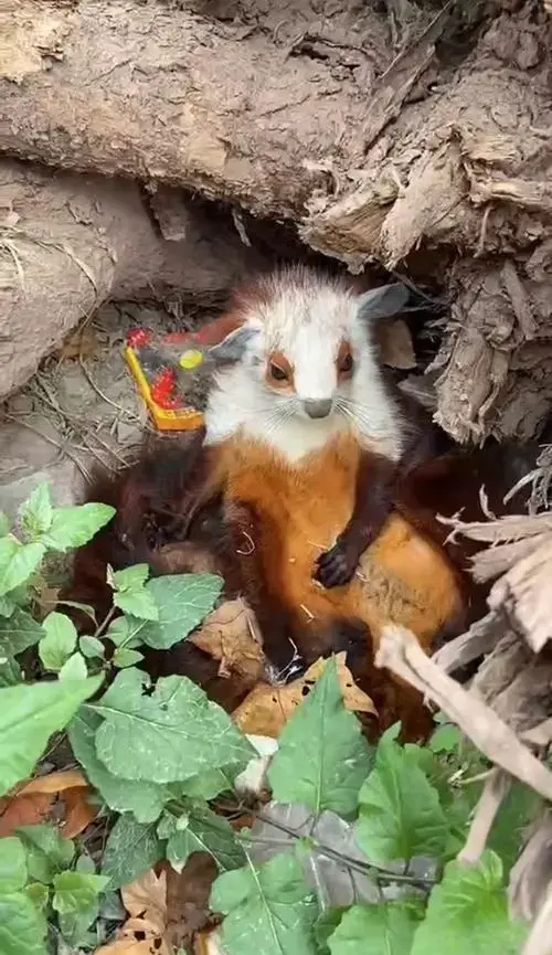 寒号鸟是老鼠远亲，它是咋混进“鸟圈”的?悬崖峭壁上的啮齿动物为何被人喊成鸟?