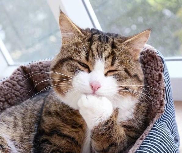 养猫的人一般性格怎样?