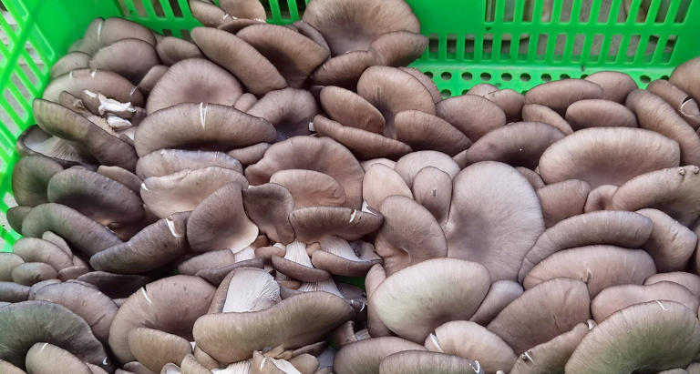 平菇尽量少吃？提醒：这3类人最好不吃，吃平菇也有禁忌，建议中老年人了解一下