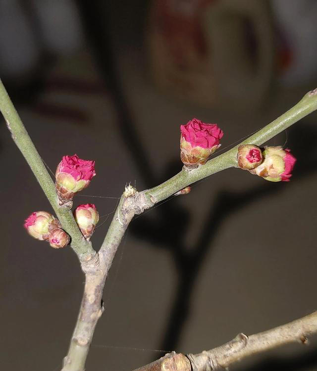 梅花已开 春天已来?