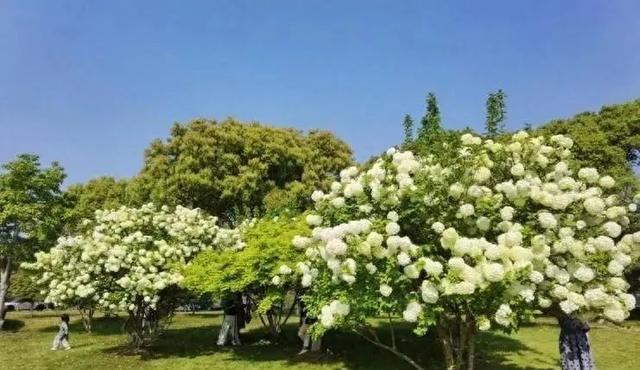 5种高级感满满的漂亮花，现在养一盆正当时，花型饱满开花艳