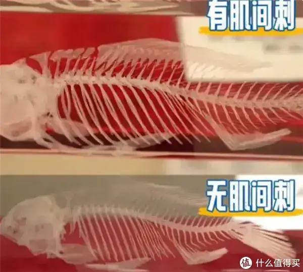 吃鱼终于不用挑刺了? 43岁教授走上红毯，“无刺武昌鱼”预计两年内将端上餐桌