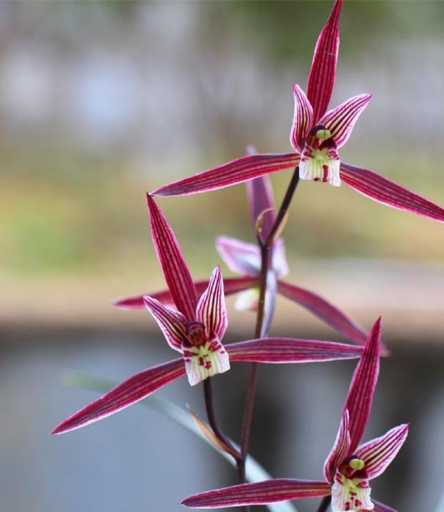 杭州发现一株兰花，确实很漂亮，花姿潇洒，家里养10盆都不嫌多