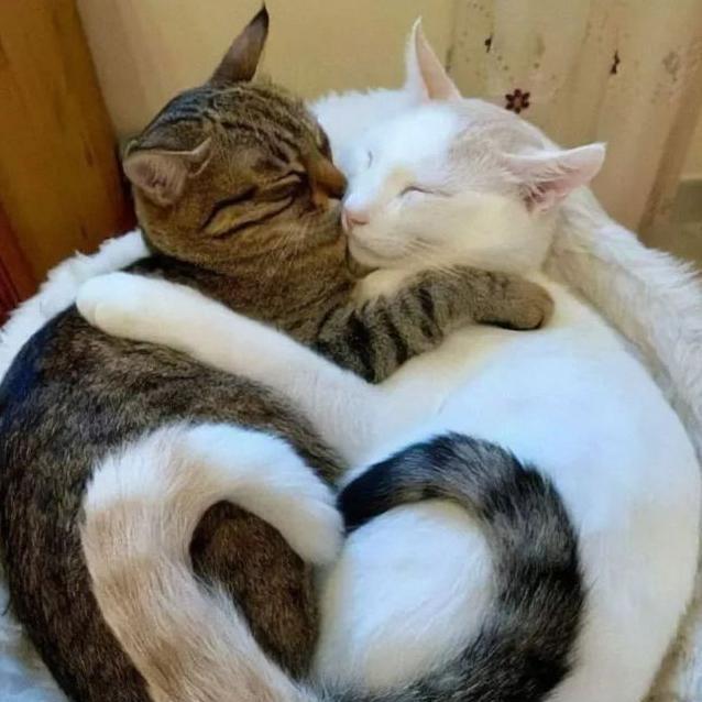 家里养一只猫还是两只猫好? 多猫家庭的利与弊，看看你家是这样吗