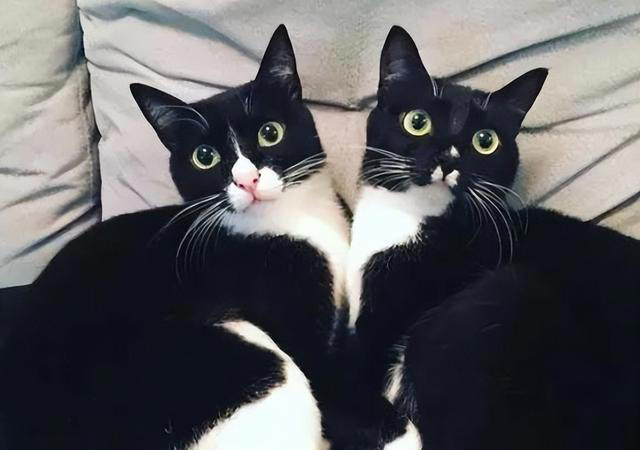 家里养一只猫还是两只猫好? 多猫家庭的利与弊，看看你家是这样吗
