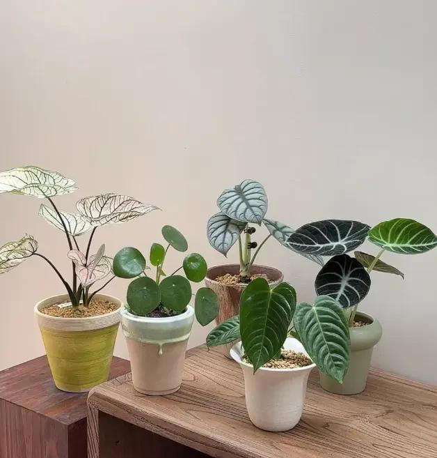 阳台养绿植，露台养花，看似区别不大，对植物生长影响很大!