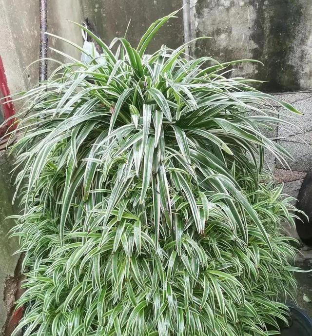 花香净化器：6款神奇花卉，一盆打造您家的清新，告别甲醛困扰