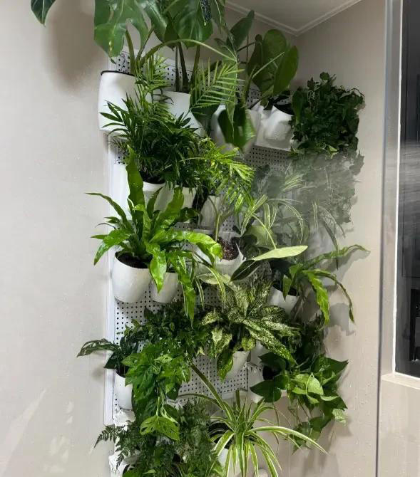 阳台养绿植，露台养花，看似区别不大，对植物生长影响很大!