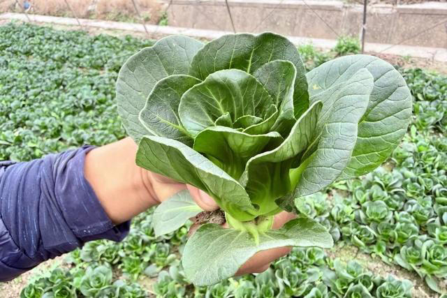 沪郊风物推荐官：霜打菜更甜糯！浦东“新场青”迎来最佳品味季-图片3