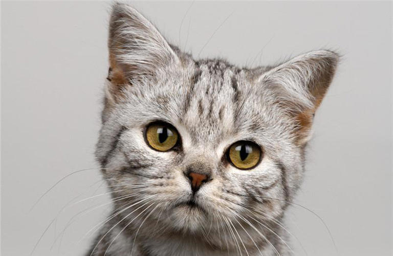 遇到不听话的猫应该怎么办?这样教它们解决问题，化身温柔小猫咪