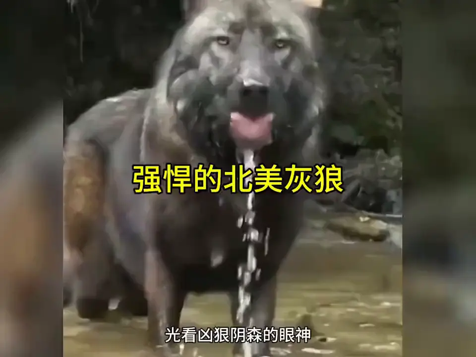 北美灰狼真不愧是北美洲最强掠食者之一，实在是太强了!