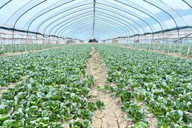 沪郊风物推荐官：霜打菜更甜糯！浦东“新场青”迎来最佳品味季-图片1