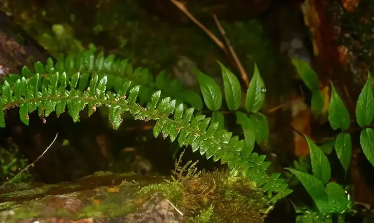 中国　雲南碁石　未使用 ☆雲南囲碁 碁石・布碁盤付き アンティーク☆ - メルカリ