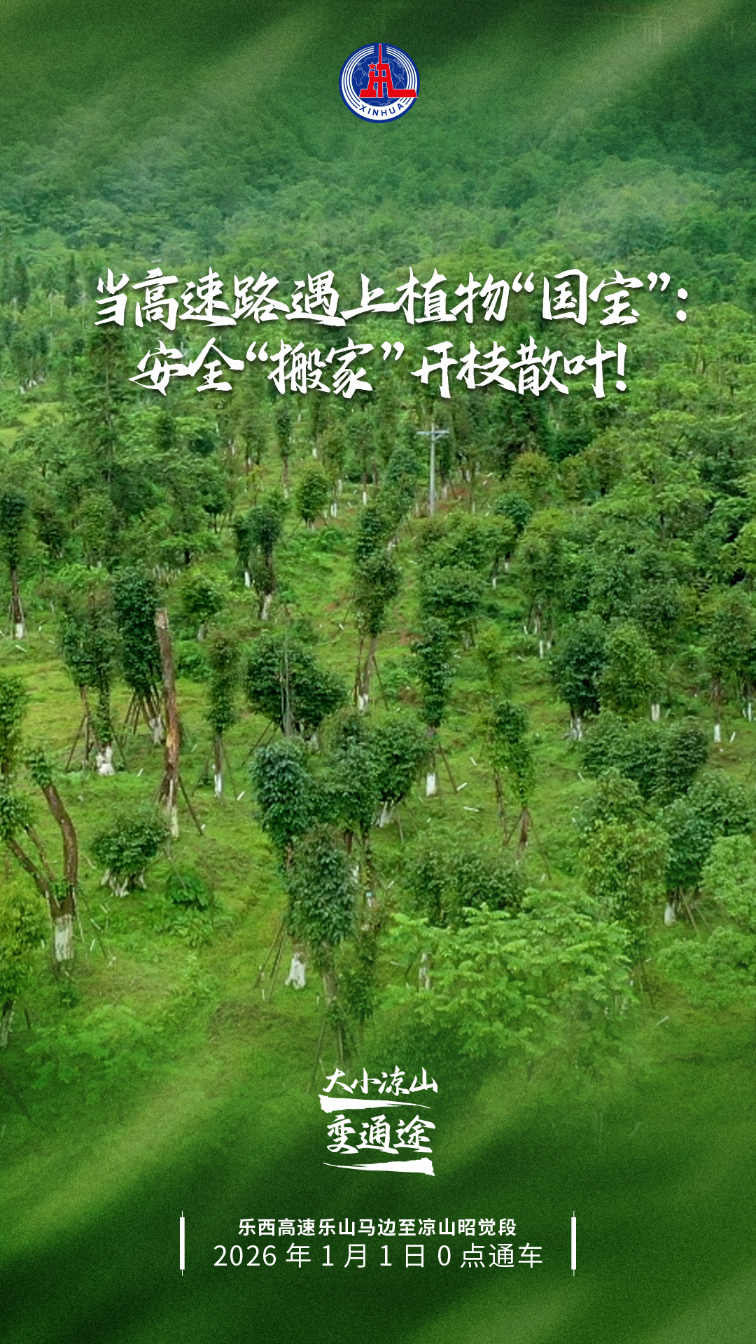 当高速路遇上植物“国宝”：安全“搬家”开枝散叶!