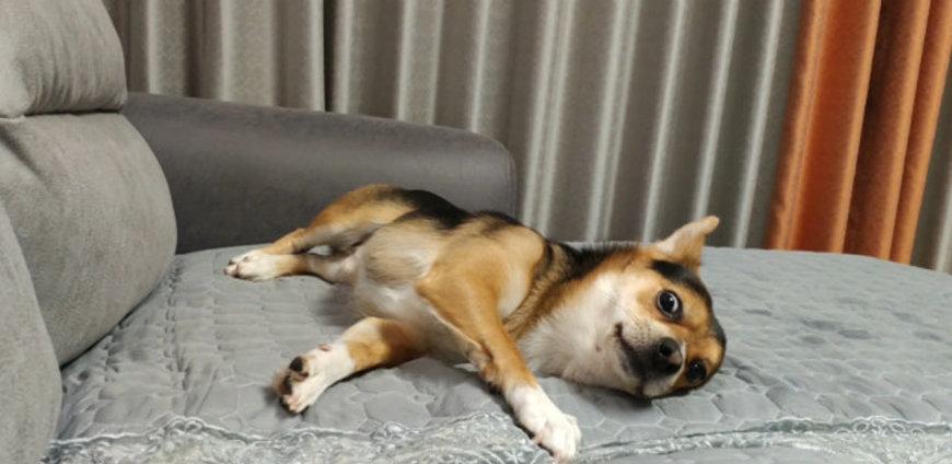 为什么狗狗总“躺下打滚”? 不知道的，就白养狗了