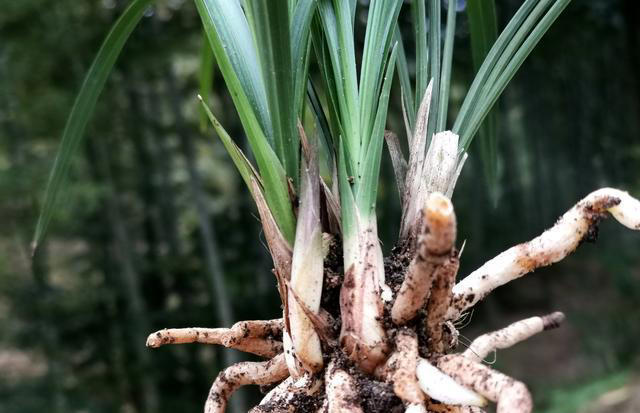怎么知道兰花有没有烂根?无论哪种烂根原因，都有统一的叶片表现