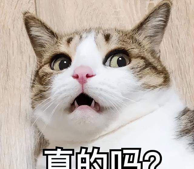 公认“最烧钱”的8种猫，能养得起的，都是隐藏版土豪!