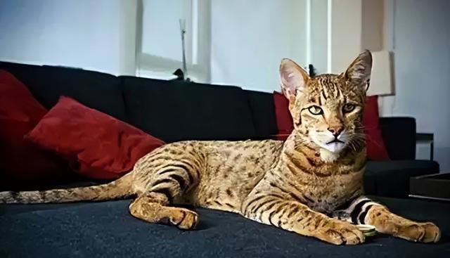公认“最烧钱”的8种猫，能养得起的，都是隐藏版土豪!