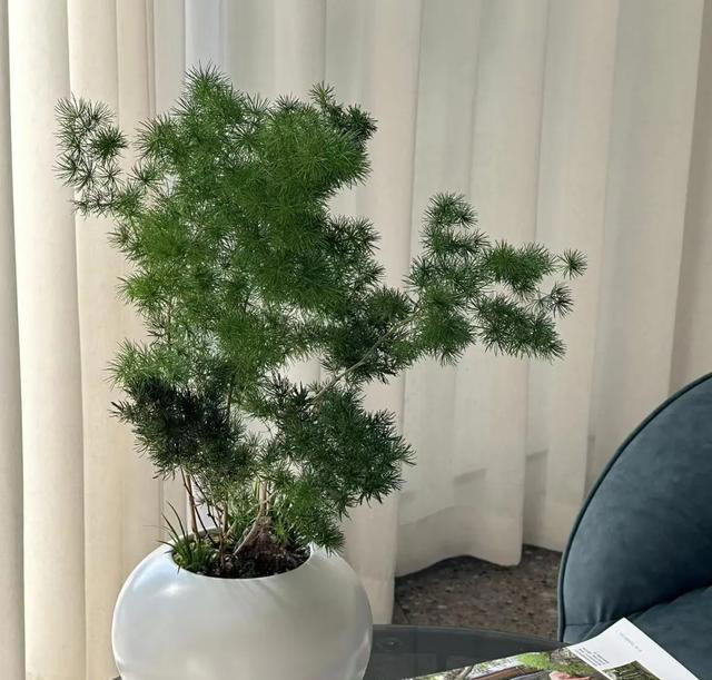 富不富，门前树! 家里养树有讲究，选这5种，好处多